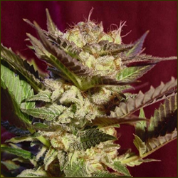 durga mata trichomes