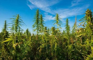 east coast sour diesel cultivation