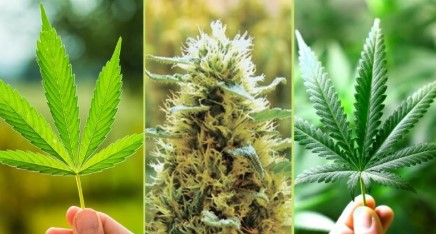 edelweiss cultivation