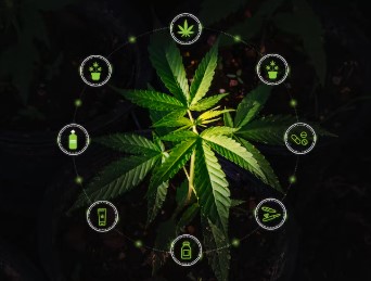 everlast cultivation