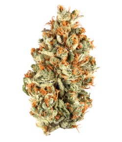 exotic marijuana seeds r p