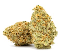 exotic marijuana seeds s g