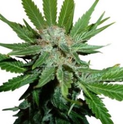 fast growing cannabis seeds that finish in 8 weeks b
