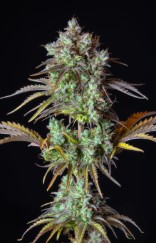 fast growing cannabis seeds that finish in 8 weeks c