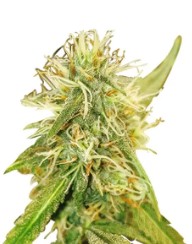 fast growing cannabis seeds that finish in 8 weeks d