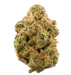 fast growing cannabis seeds that finish in 8 weeks e