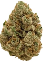 fast growing cannabis seeds that finish in 8 weeks f