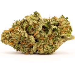 fast growing cannabis seeds that finish in 8 weeks g