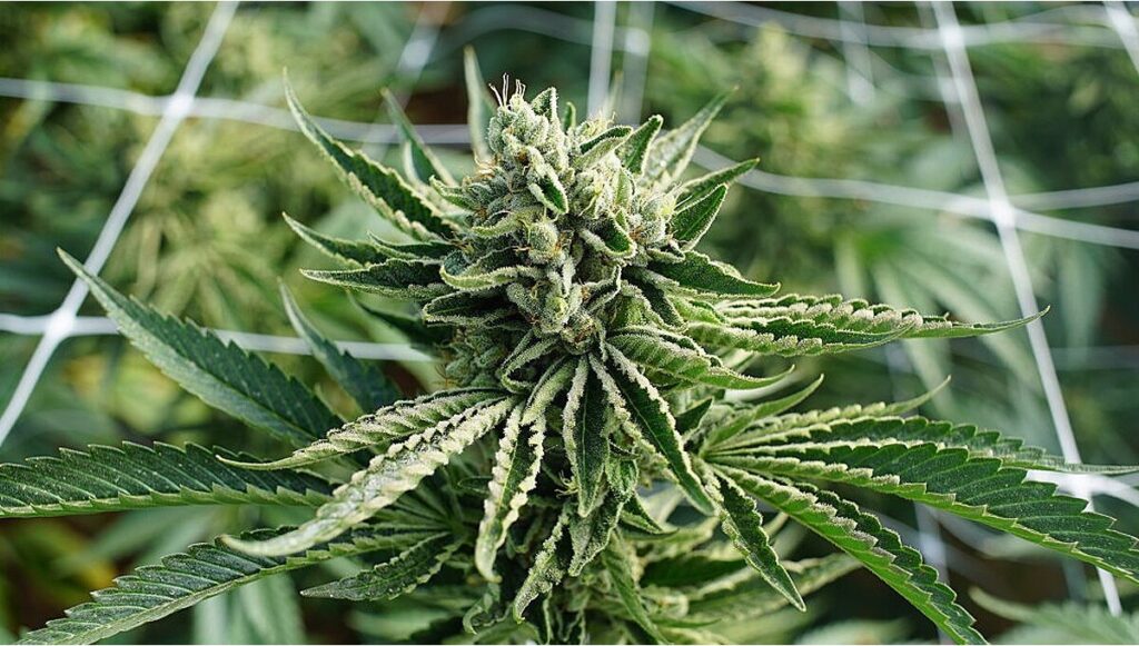 flowering phase of cannabis