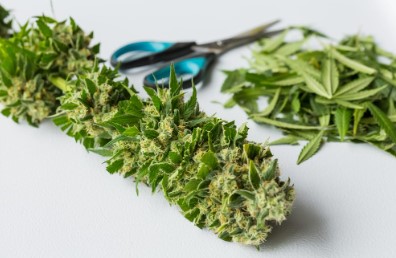 flying princess harvesting