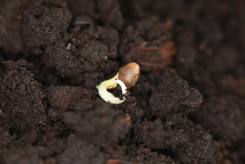 germinating marijuana seeds in soil