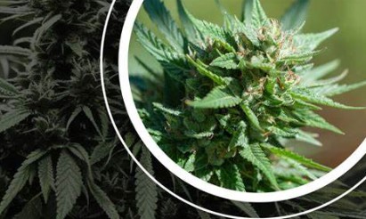 godberry cultivation