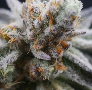 golden ticket appearance