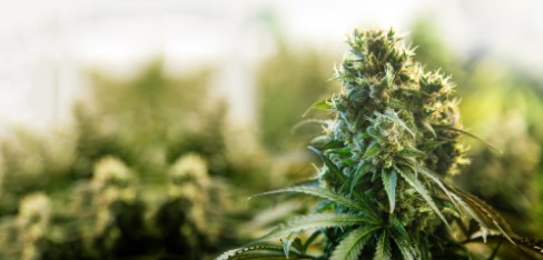 grape stomper cultivation