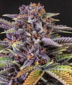 Grape Drink trichomes and appearance