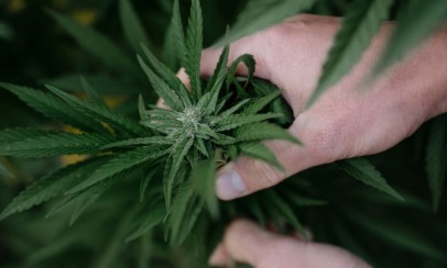 green goddess cultivation