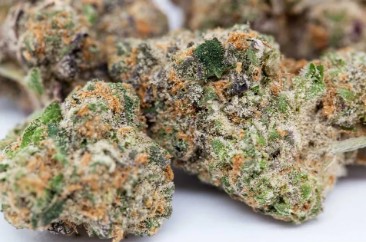 growing cannabis seeds in canada top strains e