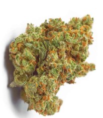 growing cannabis seeds in canada top strains g