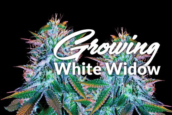 growing white widow strain 600x400 1