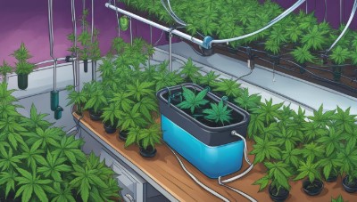 guptilla cultivation