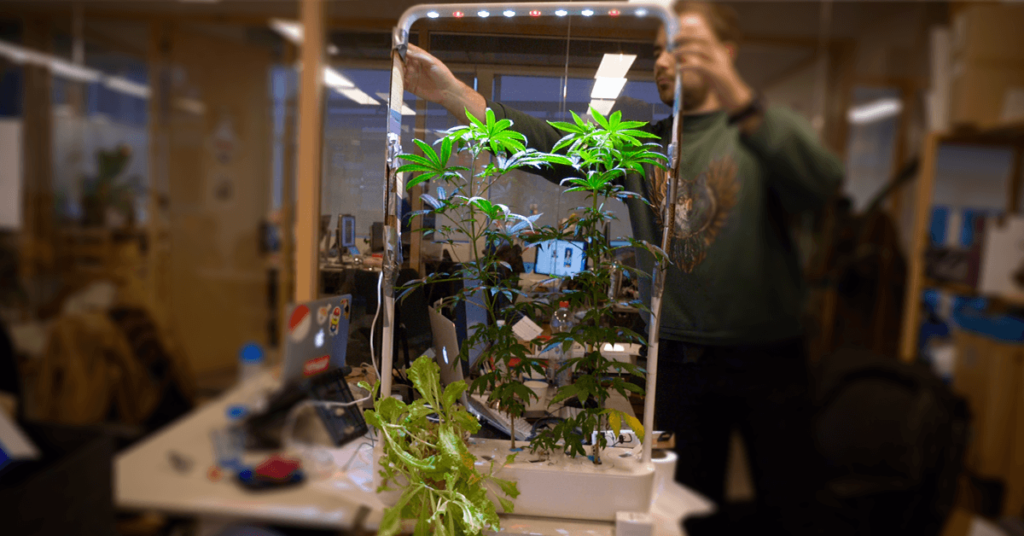 header image grew weed