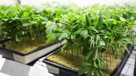 hells og haze cultivation