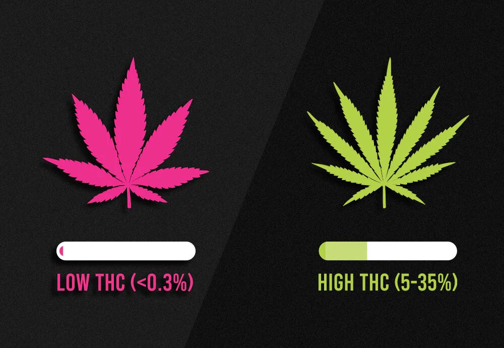 high THC2