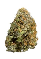 high cbd cannabis seeds for wellness growing e