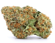 highest yielding autoflower cannabis seeds d