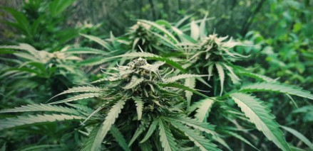 highwayman cultivation