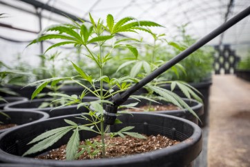 hogs breath watering