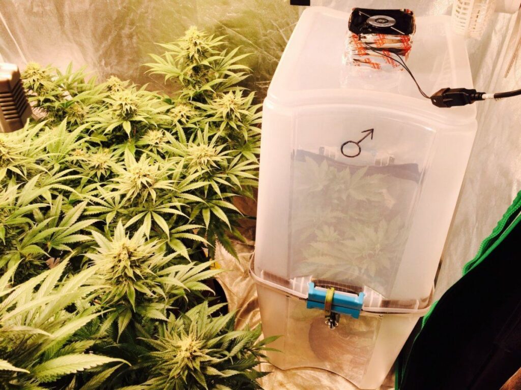 homemade male isolation chamber