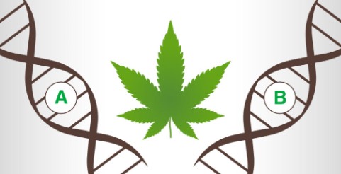 How is marijuana made