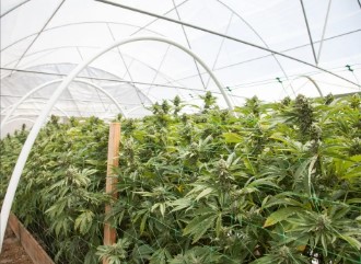 how is marijuana made cc