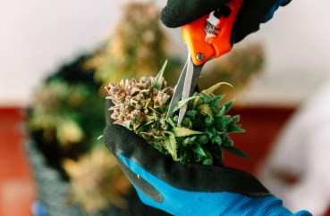 how is marijuana made har