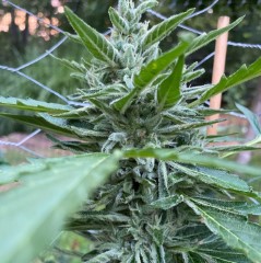 how long does it take to grow cannabis from seed e