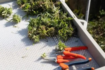 how long does it take to grow cannabis from seed f