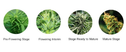 how long does it take to grow marijuana qq