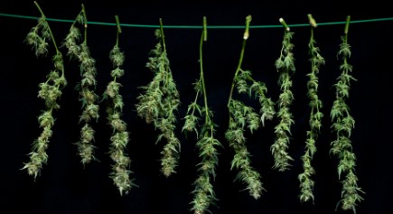 how long does it take to grow marijuanas a