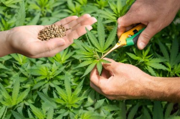 how many cannabis seeds should you buy per grow b