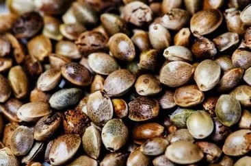 how many cannabis seeds should you buy per grow c