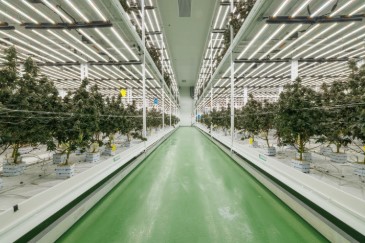 how many cannabis seeds should you buy per grow d