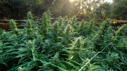 How Many Cannabis Seeds Should You Buy Per Grow?