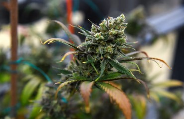 How many states is marijuana legal in