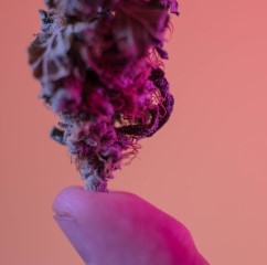 How much is a pound of marijuana