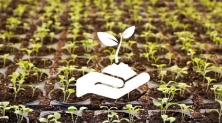 how much is an ounce of marijuana e