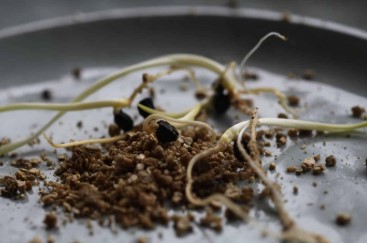 How to germinate cannabis seeds