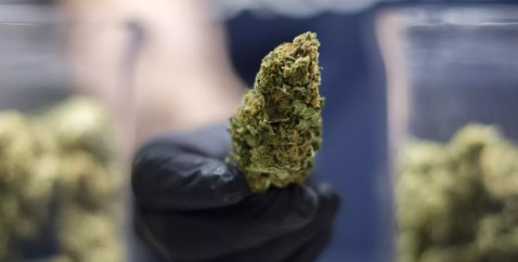 how to get medical marijuana l