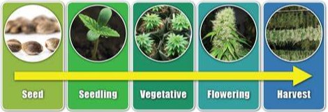 how to grow a marijuana seed ff