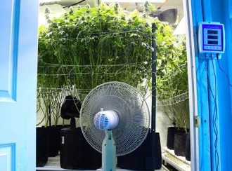 How to grow marijuana at home